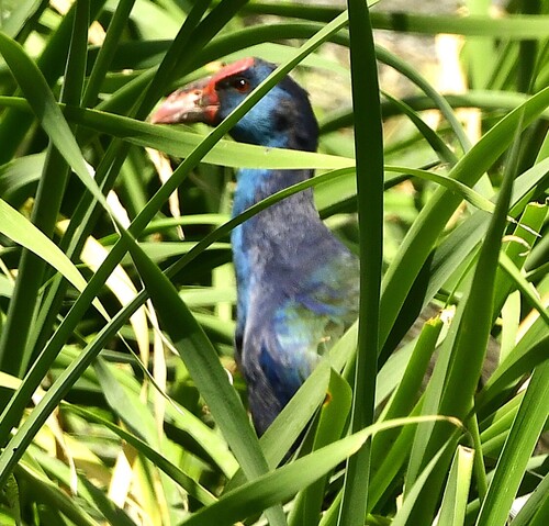 iNaturalist image