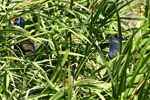iNaturalist image