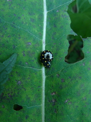 Tenthredo mandibularis