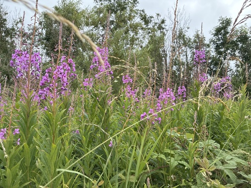 fireweed