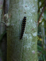 Tenthredo mandibularis