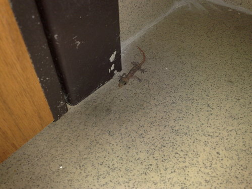West African House Gecko