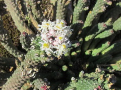 Euphorbia inermis