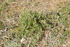 Ferulago galbanifera