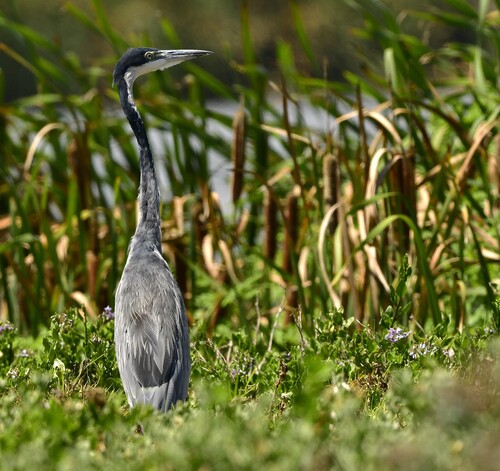 iNaturalist image