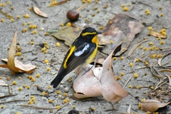 Ficedula