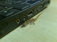 Hemidactylus angulatus