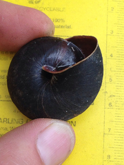 Monadenia infumata