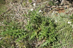 Echinops armatus