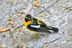 Ficedula