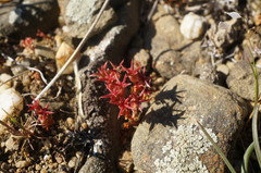 Sedum cespitosum
