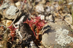 Sedum cespitosum