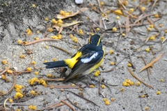 Ficedula