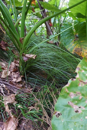 Carex brunnea, photograph 5