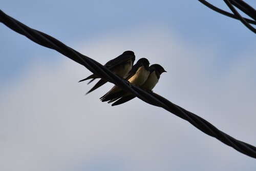 Barn Swallow