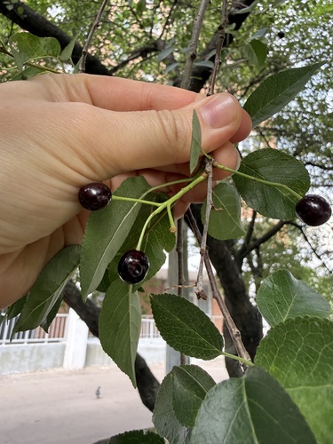 Наблюдение на iNaturalist