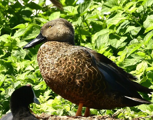 iNaturalist image