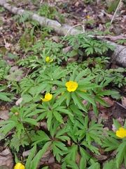 Anemonoides ranunculoides