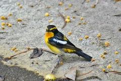 Ficedula