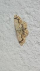 Cyclophora annularia