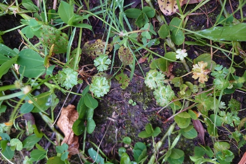 Hydrocotyle batrachium observed 2026-07-20