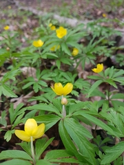 Anemonoides ranunculoides