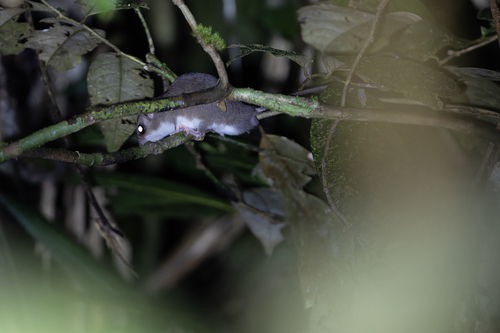 Melomys rufescens observed 2026-07-10