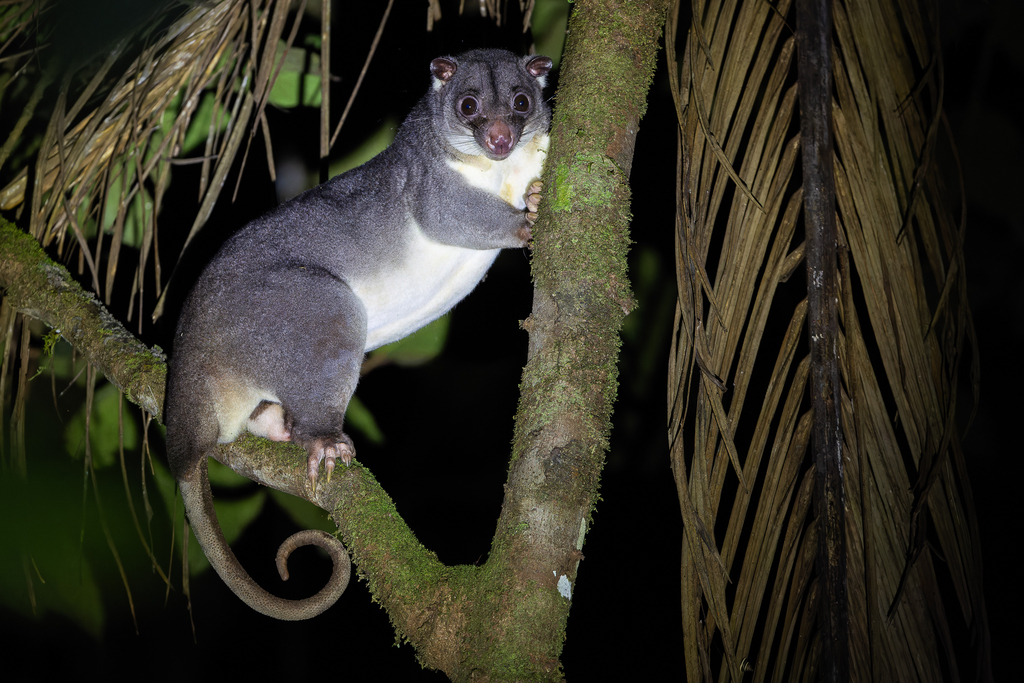 Ground Cuscus