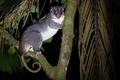 Ground Cuscus photo 1
