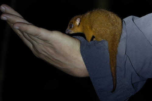 Pseudochirulus canescens, 2026-07-10