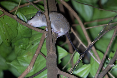 Melomys rufescens observed 2026-07-12