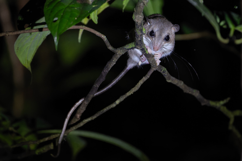 Pogonomys observed 2026-07-12