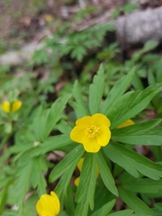 Anemonoides ranunculoides