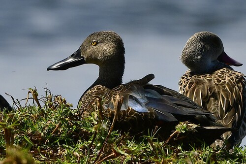 iNaturalist image