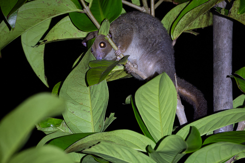Pseudochirulus canescens, 2026-07-17