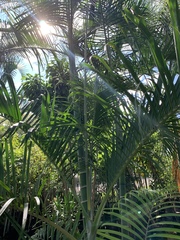 Dypsis cabadae