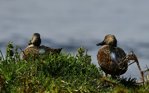 iNaturalist image