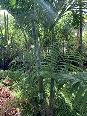 Dypsis cabadae