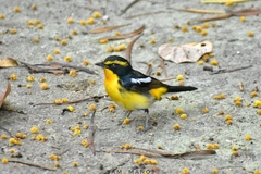 Ficedula