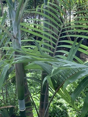Dypsis cabadae