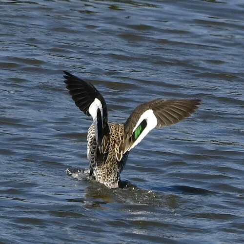 iNaturalist image