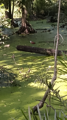 iNaturalist image