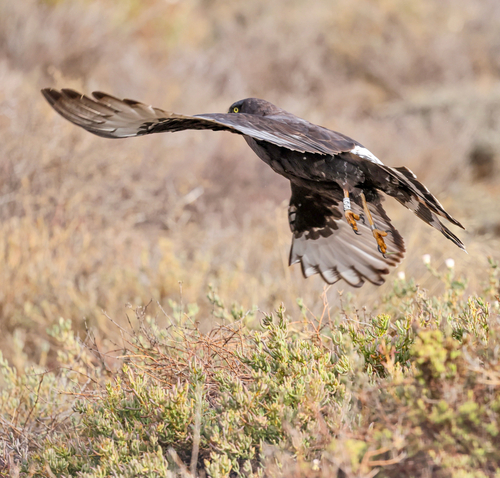 iNaturalist image
