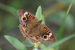 Junonia neildi varia