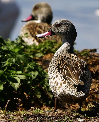iNaturalist image