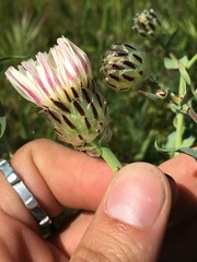 Malacothrix coulteri