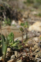 Galium verticillatum