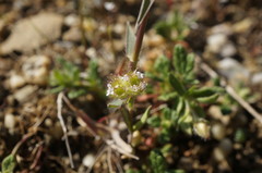 Valerianella coronata
