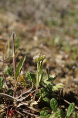 Valerianella coronata