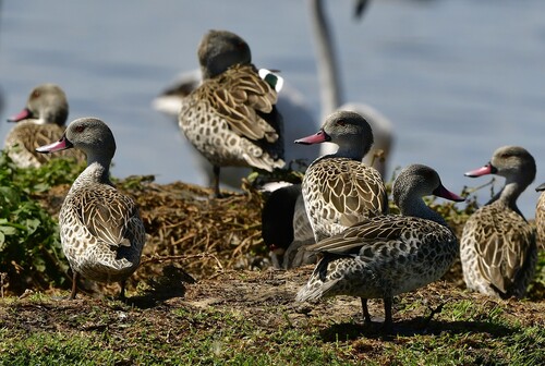 iNaturalist: (c) Kurt Hennige, some rights reserved (CC BY-NC), uploaded by Kurt Hennige iNaturalist image
